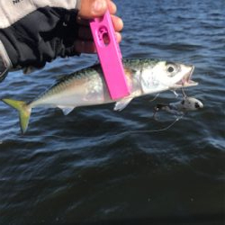 コスモスクエア釣果