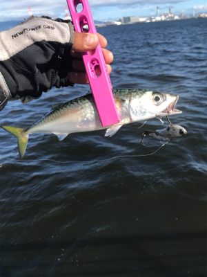 コスモスクエア釣果