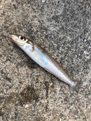 やっばりキス釣り