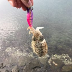 アオリイカを求めて⑩