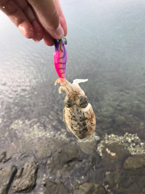 アオリイカを求めて⑩