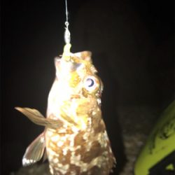 エギング時々ガシリング(^.^)