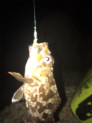 エギング時々ガシリング(^.^)