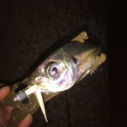 アジいい感じです