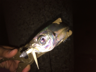 アジいい感じです