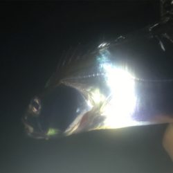 タチウオ厳しい！2020ライトゲーム第25戦