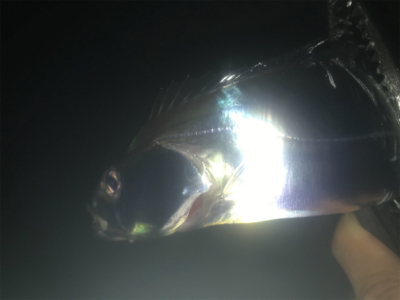 タチウオ厳しい！2020ライトゲーム第25戦