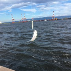 遅めの鯖祭りのみ。。。