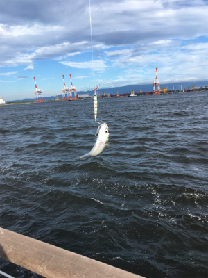 遅めの鯖祭りのみ。。。