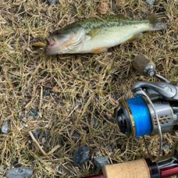 コバッチー釣り