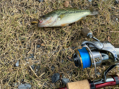 コバッチー釣り