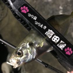 豆アジングとケンサキエギング