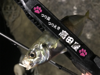 豆アジングとケンサキエギング