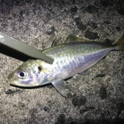 オールナイトで4目釣り