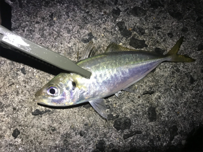 オールナイトで4目釣り