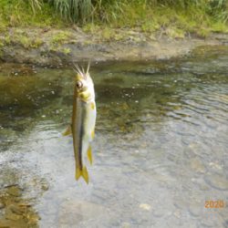 美山テンカラ釣行