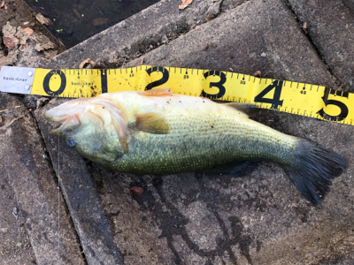 50アップゲット