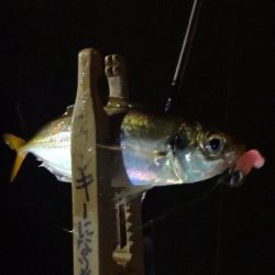 アジング練習 185