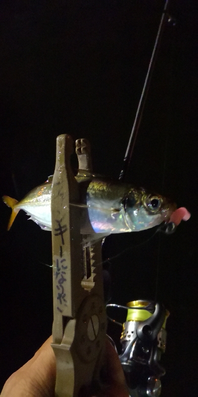 アジング練習 185