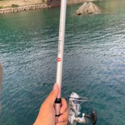 アオリイカを求めて