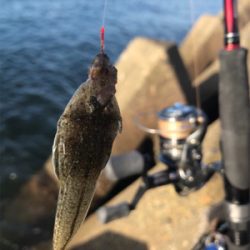 台風前、木材港でキス釣り(^。^)