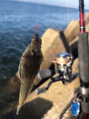 台風前、木材港でキス釣り(^。^)