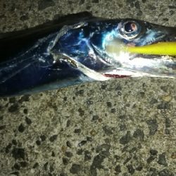 台風明け、吹き返しに気を付けながらも…