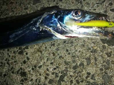 台風明け、吹き返しに気を付けながらも…