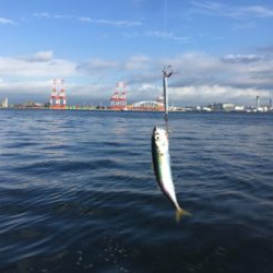 台風明け変わらず鯖。。。