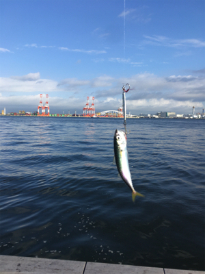 台風明け変わらず鯖。。。