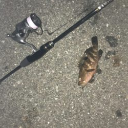 初佐渡島ライトゲーム