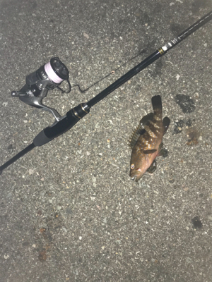 初佐渡島ライトゲーム