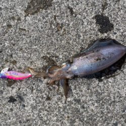 夕まずめエギング