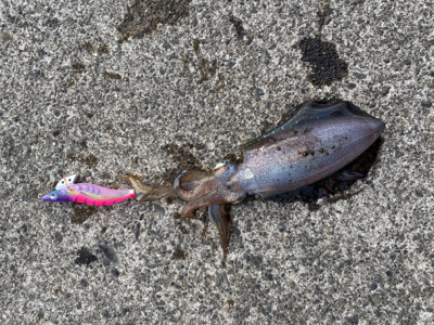 夕まずめエギング