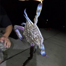 アジング エギング