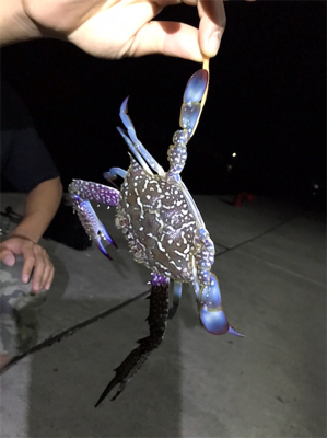 アジング エギング