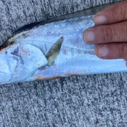 ライトショアジギング　太刀魚