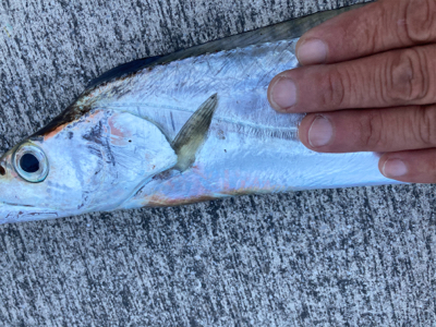 ライトショアジギング　太刀魚