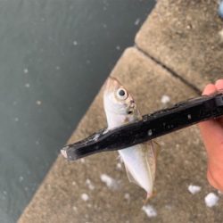 アジ爆 青物は…