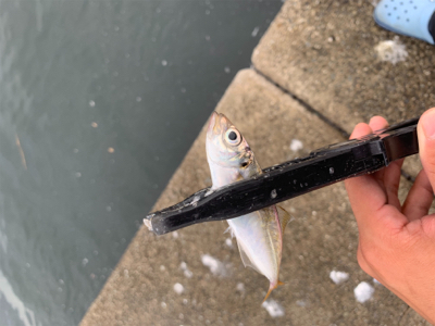 アジ爆 青物は…