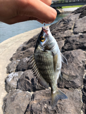 なんちゃってフカセ釣り