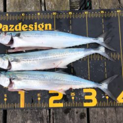 台風明けでサゴシ祭り‼️