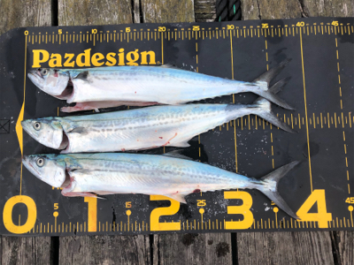 台風明けでサゴシ祭り‼️