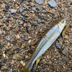 カワムツ　バス