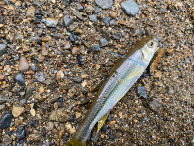 カワムツ　バス