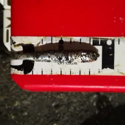 アジング練習 186