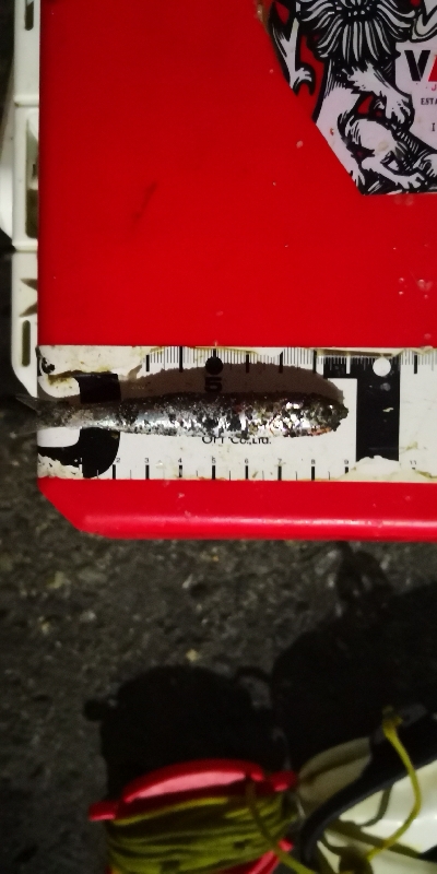 アジング練習 186