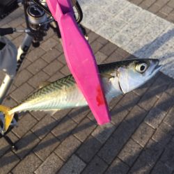 大阪湾奥アジング さば〜