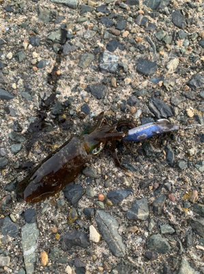 イカ釣り