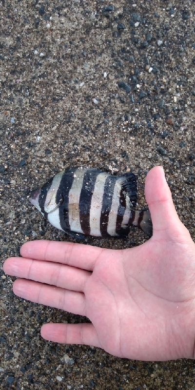 仕事の合間に、100均釣行